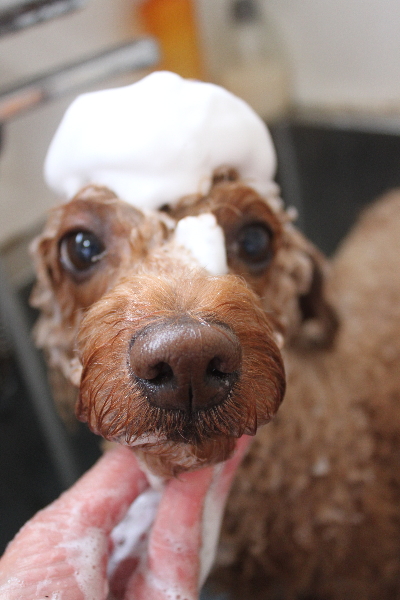 千葉県船橋市のトイプードルのシャンプー画像