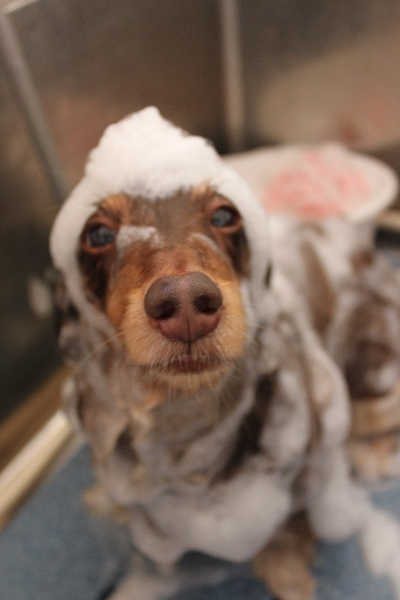 千葉県松戸市のミニチュアダックスのシャンプー画像