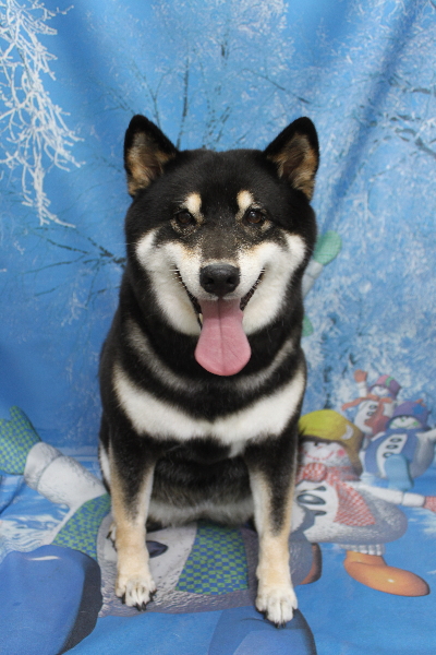 千葉県船橋市の柴犬のトリミング画像
