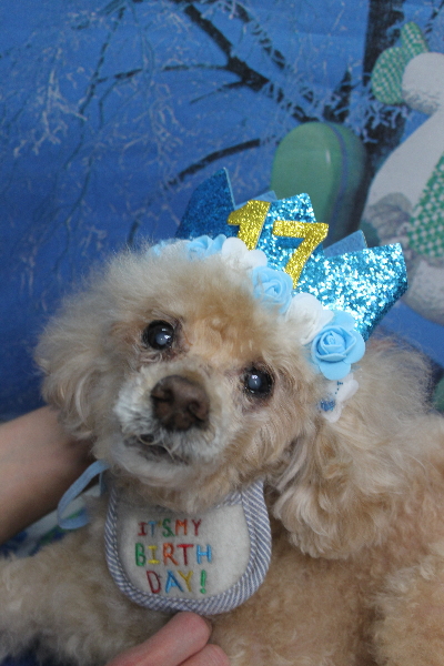 千葉県船橋市のトイプードルのトリミング画像