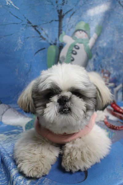 千葉県松戸市のシーズーのトリミング前画像