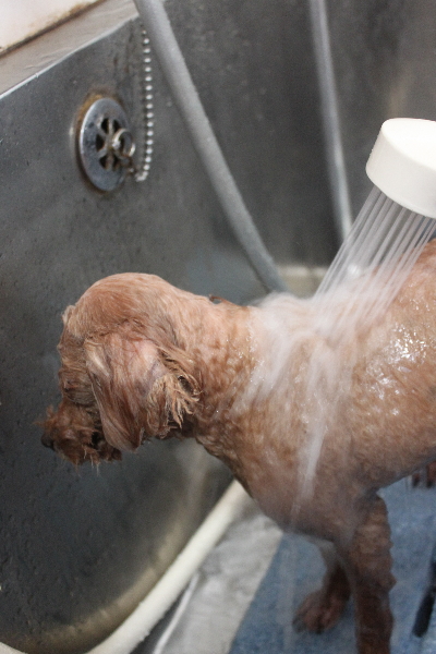 千葉県船橋市のトイプードルのオゾンシャワー画像