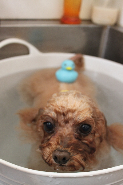 千葉県千葉市のトイプードルの炭酸泉画像