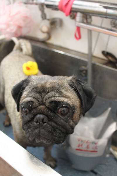千葉県鎌ケ谷市のパグの泥パック画像