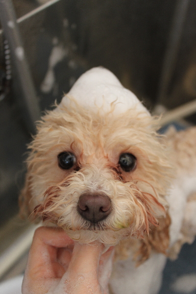 千葉県船橋市のトイプードルのシャンプー画像