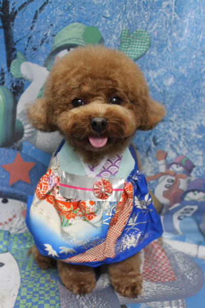 千葉県鎌ケ谷市トイプードルのトリミング画像