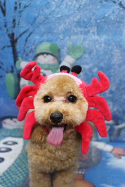 千葉県鎌ケ谷市のトイプードルのトリミング画像