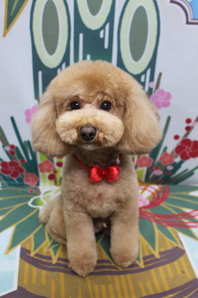 千葉県船橋市のトイプードルのトリミング画像