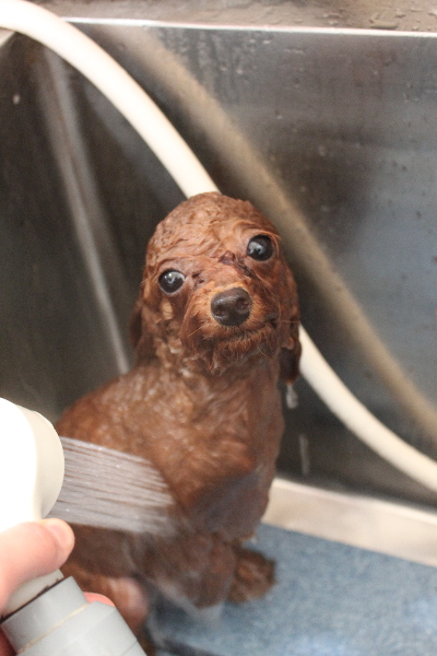 千葉県船橋市のトイプードルのオゾンシャワー画像