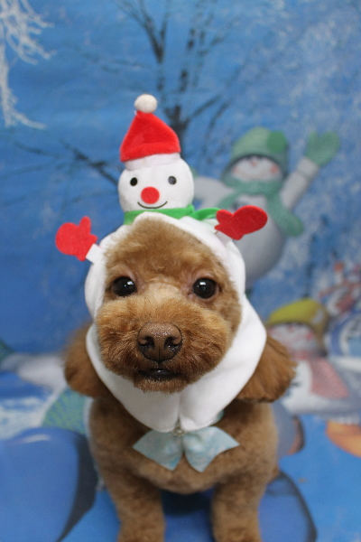 千葉県船橋市のトイプードルのトリミング画像