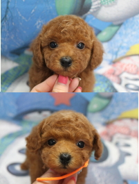 トイプードルブリーダーの子犬、トリミング画像