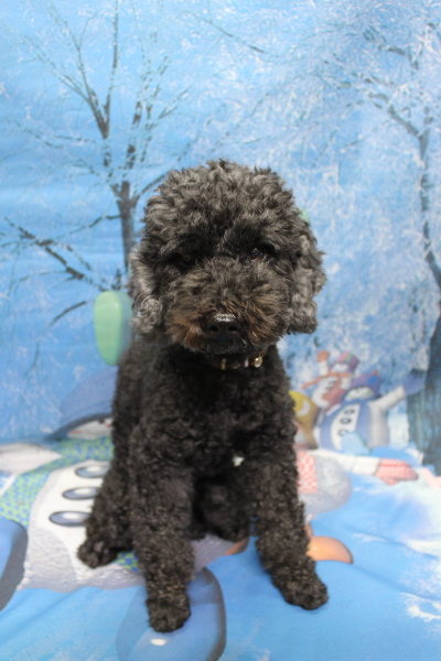 千葉県松戸市のトイプードルのトリミング前画像