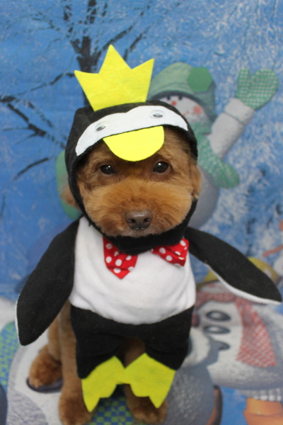 千葉県船橋市のトイプードルのトリミング画像