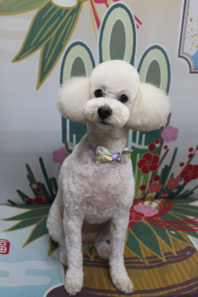 千葉県鎌ヶ谷市のトイプードルのトリミング画像