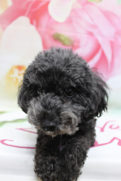 トイプードルブリーダーの成犬、トリミング画像