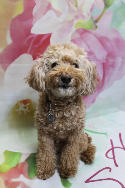 千葉県松戸市のトイプードルのトリミング前画像