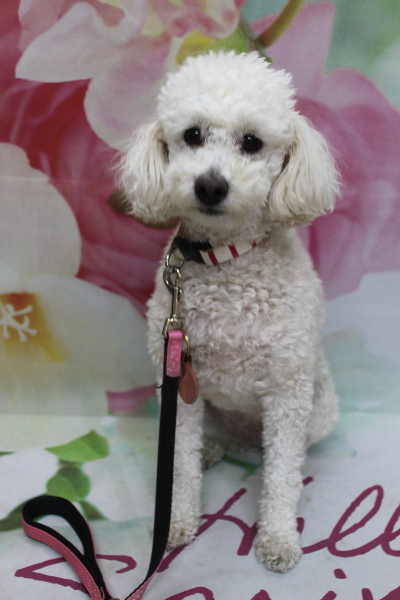 千葉県鎌ヶ谷市のトイプードルのトリミング前画像