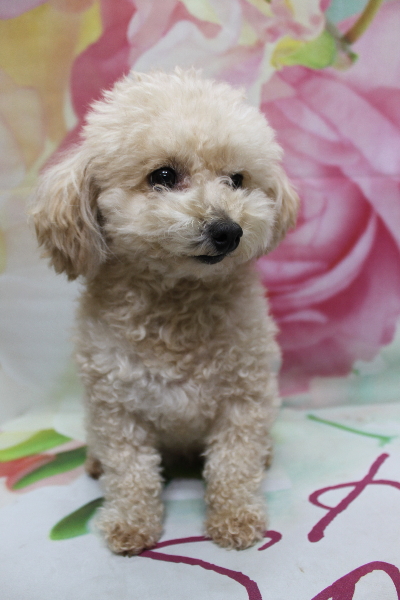 千葉県鎌ケ谷市のトイプードルのトリミング前画像