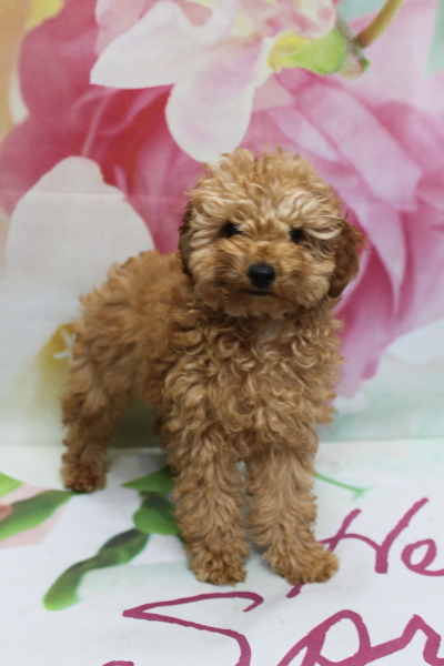 千葉県船橋市のトイプードルのトリミング前画像