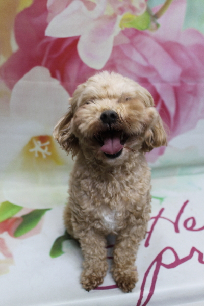 千葉県船橋市のミックス犬のトリミング前画像