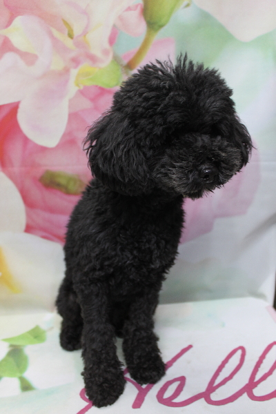 トイプードルブリーダーの成犬、トリミング前画像