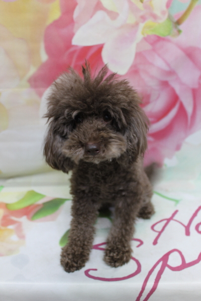 千葉県千葉市のトイプードルのトリミング前画像