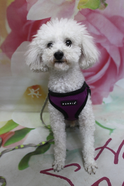 千葉県市川市のトイプードルのトリミング前画像