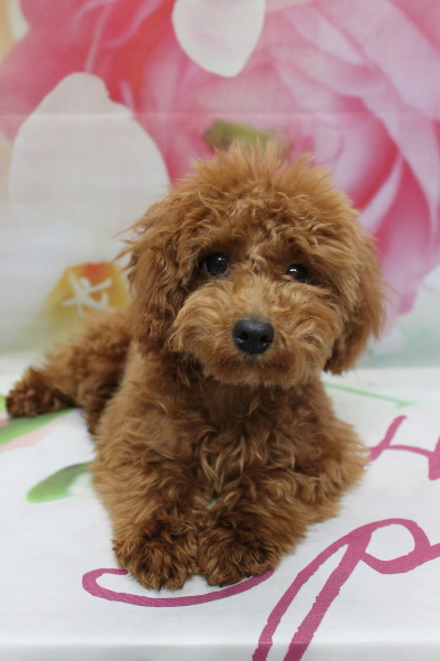 千葉県船橋市のトイプードルのトリミング前画像