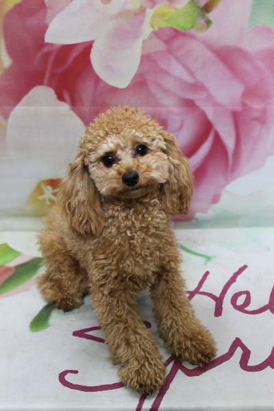 千葉県鎌ケ谷市のトイプードルのトリミング前画像