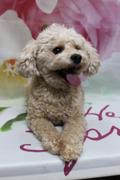 千葉県鎌ケ谷市のトイプードルのトリミング前画像