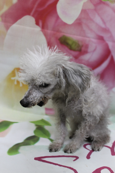 千葉県船橋市のトイプードルのトリミング前画像