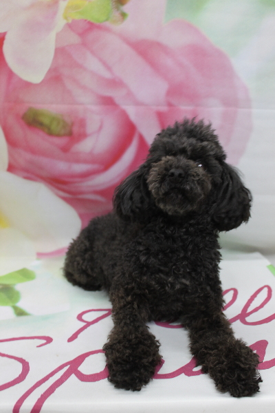 トイプードルブリーダーの成犬、トリミング後画像