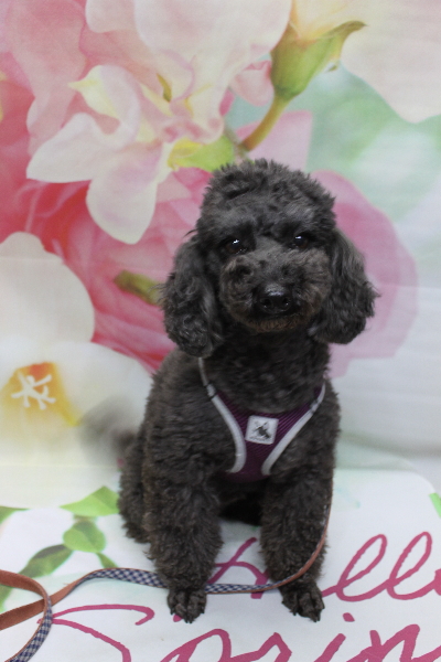 千葉県鎌ヶ谷市のトイプードルのトリミング前画像