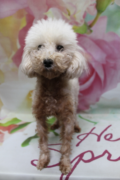 トイプードルブリーダーの成犬、トリミング画像