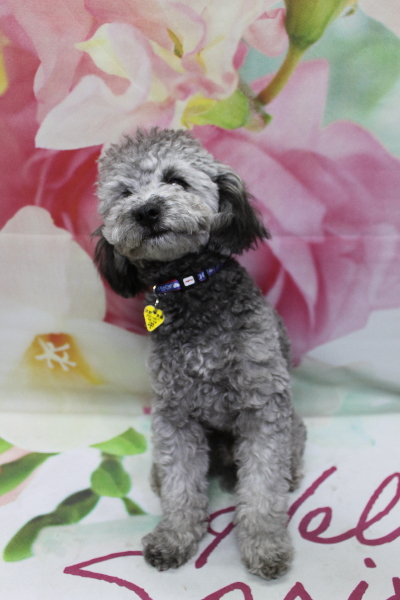 千葉県船橋市のトイプードルのトリミング前画像