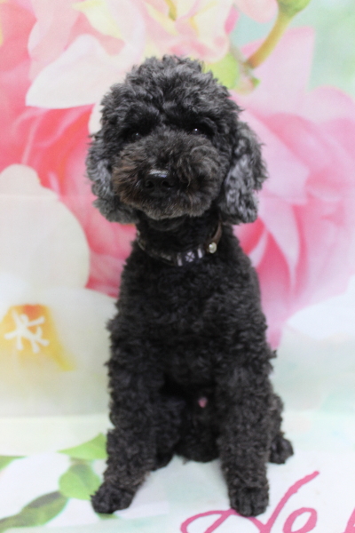 千葉県松戸市のトイプードルのトリミング前画像