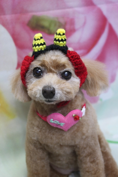 千葉県鎌ケ谷市のトイプードルのトリミング画像