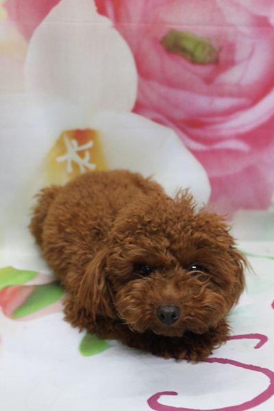 千葉県八千代市のトイプードルのトリミング画像