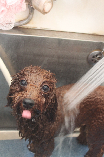 千葉県鎌ヶ谷市のトイプードルのオゾンシャワー画像
