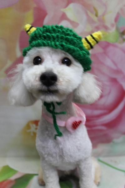 千葉県船橋市のトイプードルのトリミング画像