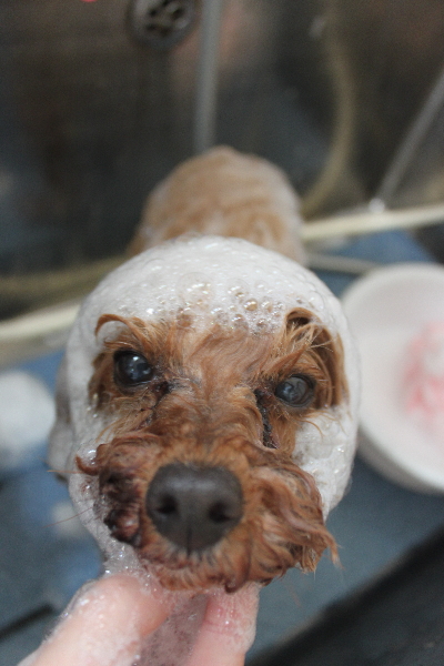 千葉県船橋市のトイプードルのシャンプー画像
