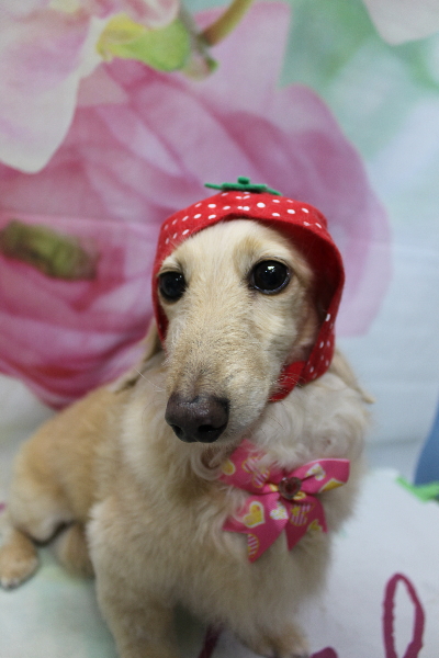 千葉県鎌ケ谷市のミニチュアダックスのトリミング画像