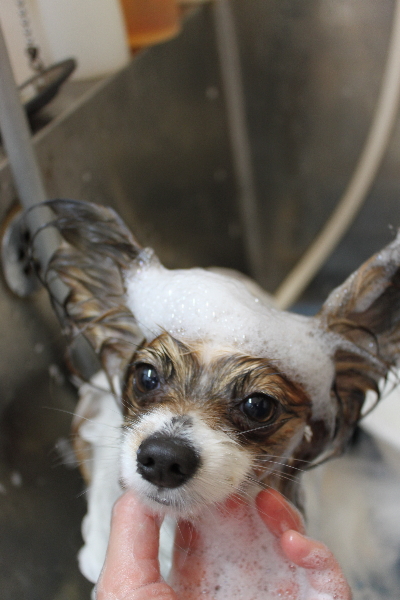 千葉県鎌ヶ谷市のパピヨンのシャンプー画像