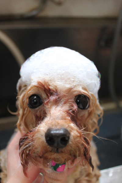 千葉県鎌ケ谷市のトイプードルのシャンプー画像
