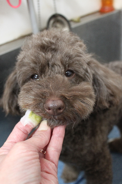 千葉県市川市のトイプードルの歯磨き画像