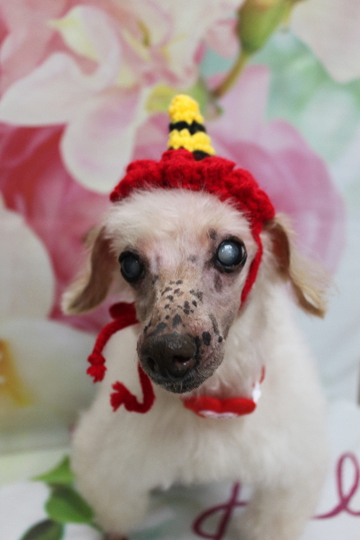 千葉県船橋市のトイプードルのトリミング画像