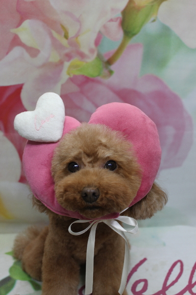 千葉県市川市のトイプードルのトリミング画像