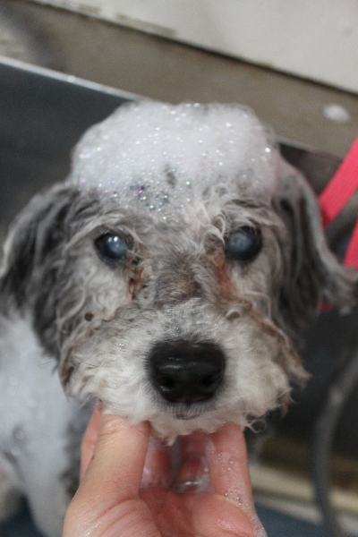 千葉県松戸市のトイプードルのシャンプー画像