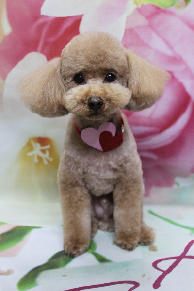 千葉県船橋市のトイプードルのトリミング画像