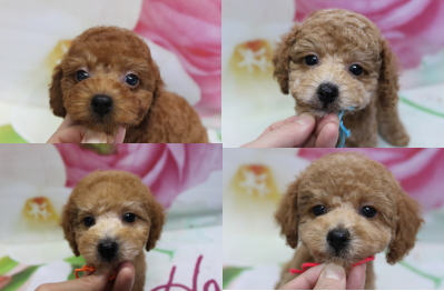 トイプードルブリーダーの子犬、トリミング画像